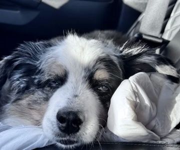 Ark Animal Hospital