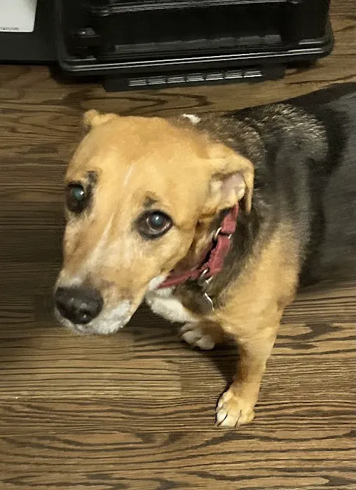 Ark Animal Hospital 10