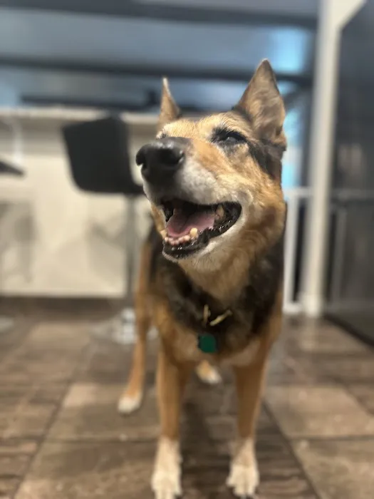 Batt Veterinary Services 12
