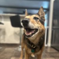 Batt Veterinary Services ico