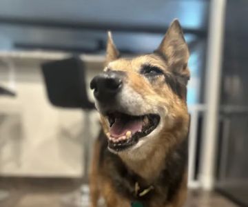 Batt Veterinary Services