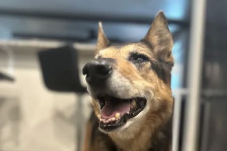 Batt Veterinary Services