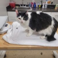 Wisdom Animal Hospital ico