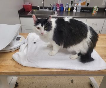 Wisdom Animal Hospital