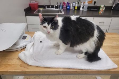 Wisdom Animal Hospital