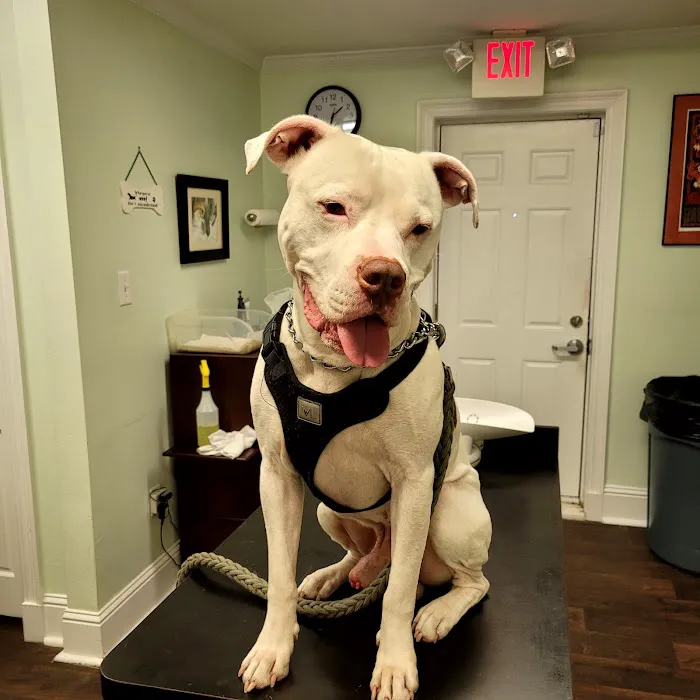 Healthy Paws Animal Hospital LLC 4