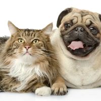 Lake Animal Hospital ico