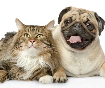 Lake Animal Hospital