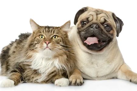Lake Animal Hospital