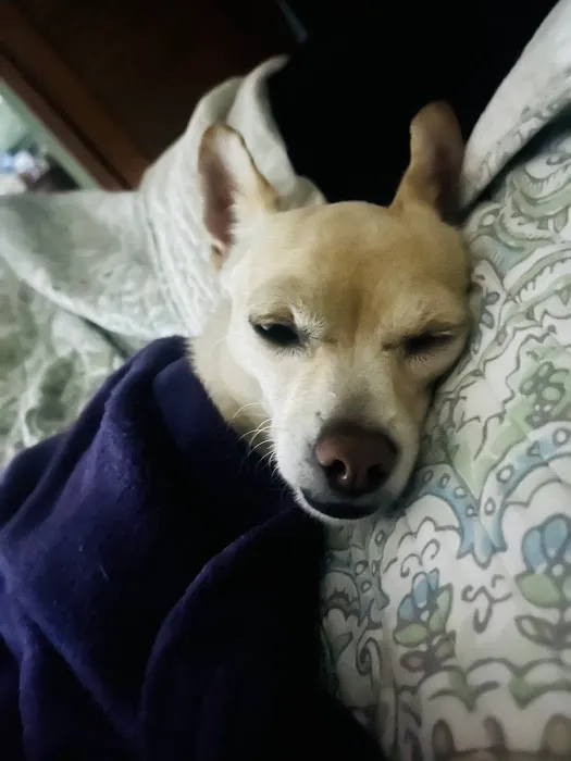 Lake Animal Hospital 9