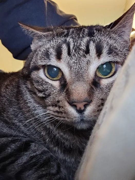 Cat Hospital of Metairie 12