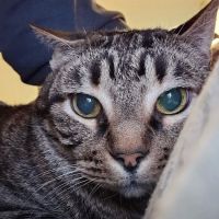Cat Hospital of Metairie ico