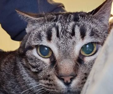 Cat Hospital of Metairie