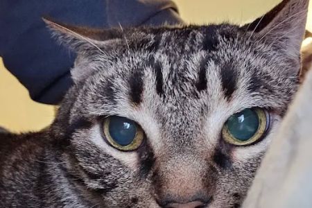 Cat Hospital of Metairie