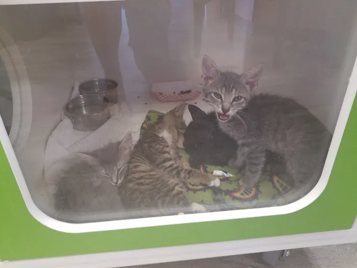 Cat Hospital of Metairie 12