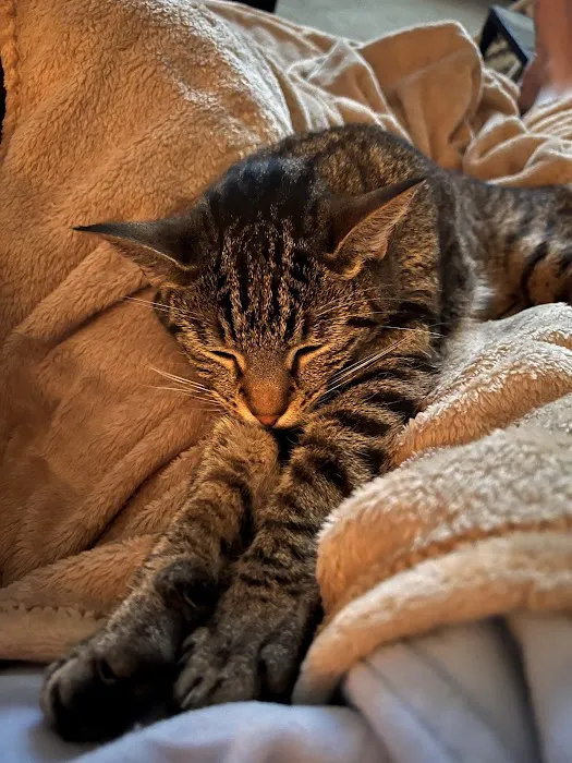 Cat Hospital of Metairie 12