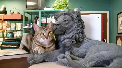 Cat Hospital of Metairie 12