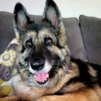 VCA Causeway Animal Hospital ico