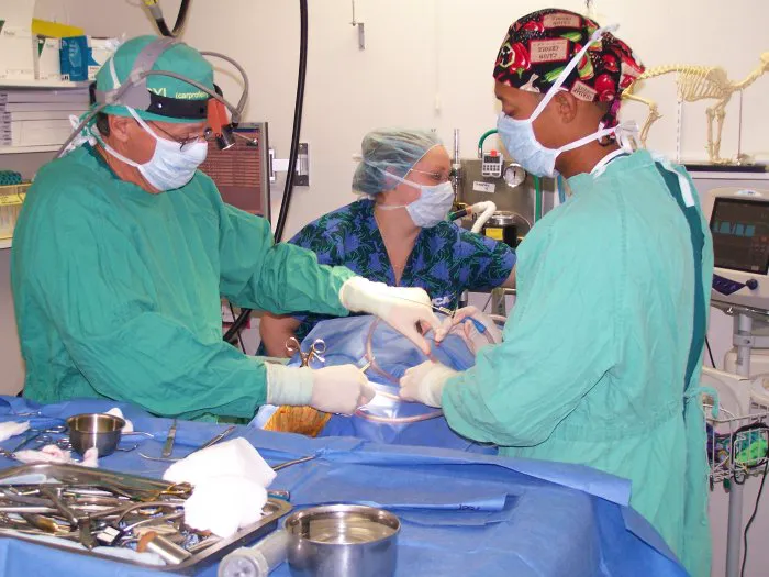 VCA Causeway Animal Hospital 3