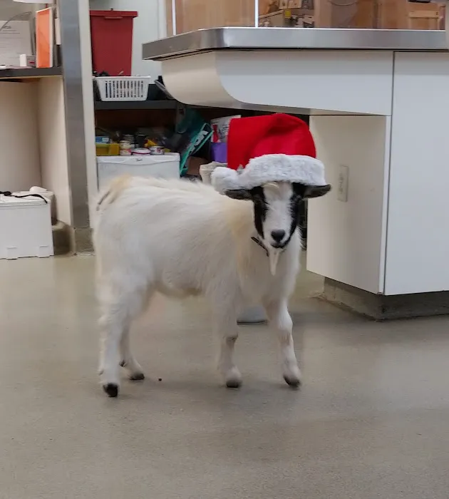 VCA Causeway Animal Hospital 4