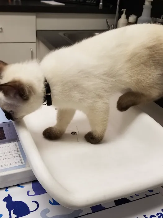 VCA Causeway Animal Hospital 7