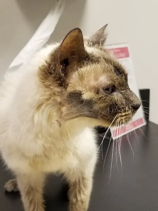 VCA Causeway Animal Hospital 9