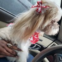 NOLA Animal Clinic ico