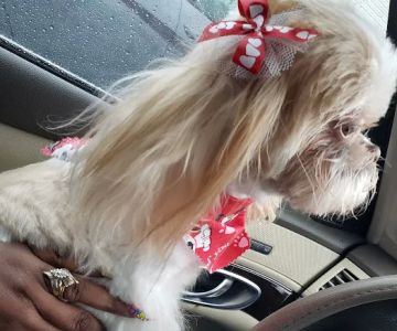 NOLA Animal Clinic