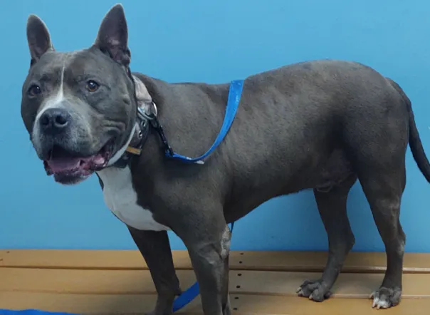 NOLA Animal Clinic 12