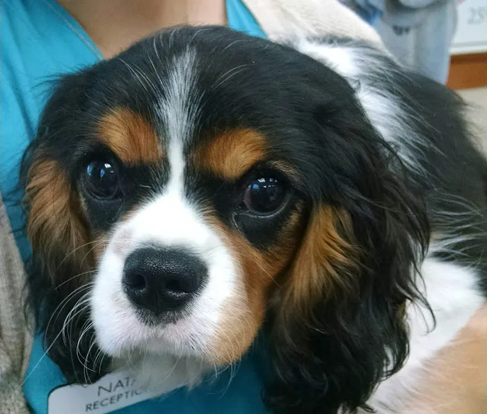 Metairie Small Animal Hospital - Lakeview Clinic 4