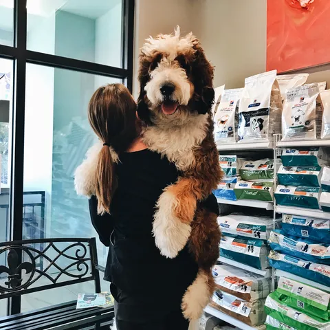 Metairie Small Animal Hospital - Lakeview Clinic 3