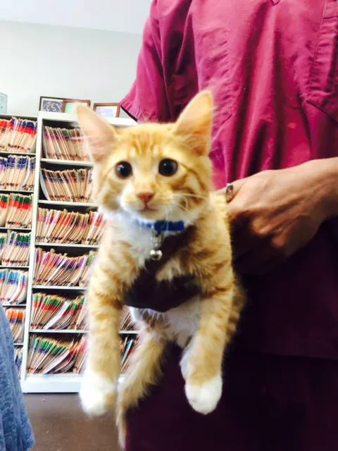 Metairie Small Animal Hospital - Lakeview Clinic 1