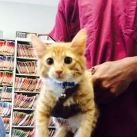 Metairie Small Animal Hospital - Lakeview Clinic ico