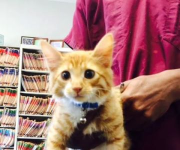 Metairie Small Animal Hospital - Lakeview Clinic