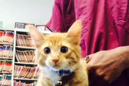 Metairie Small Animal Hospital - Lakeview Clinic
