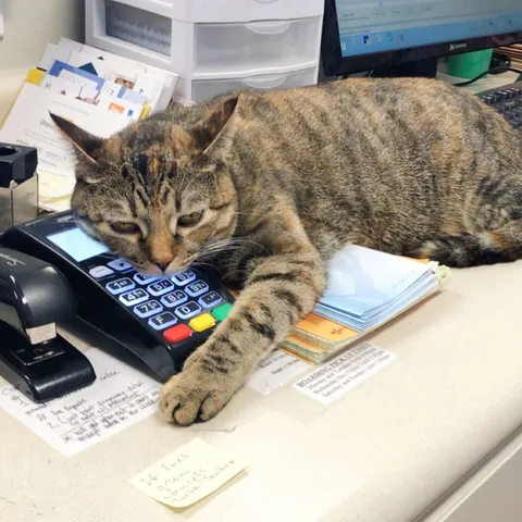 Metairie Small Animal Hospital - Lakeview Clinic 6