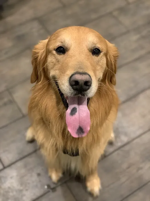 Southshore Animal Hospital 10
