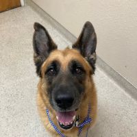 Tierrasanta Veterinary Hospital ico
