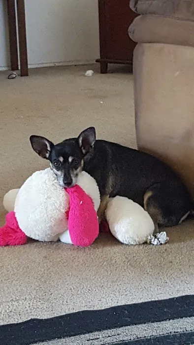 Mission Gorge Animal Hospital 1
