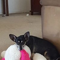 Mission Gorge Animal Hospital ico
