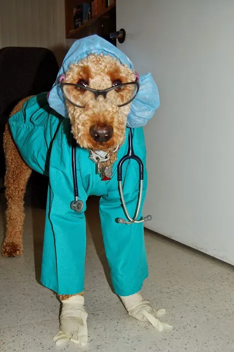 The Pet Hospital of Tierrasanta 5