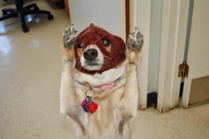 The Pet Hospital of Tierrasanta 4