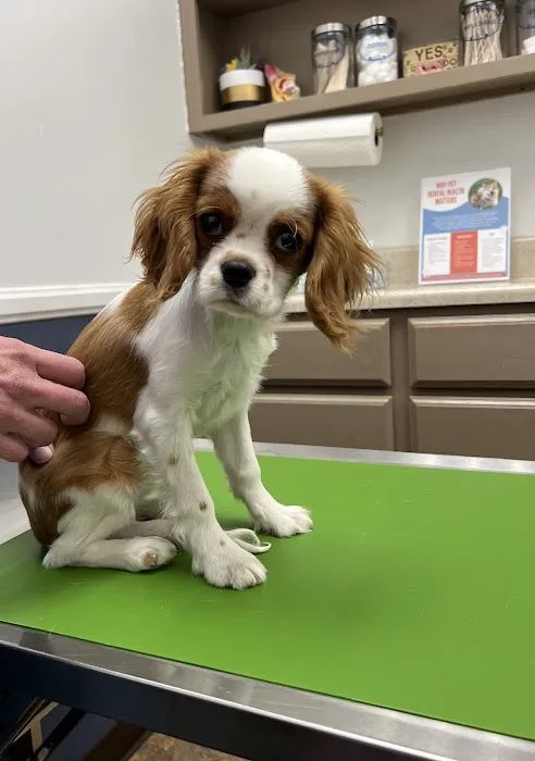 The Pet Hospital of Tierrasanta 1