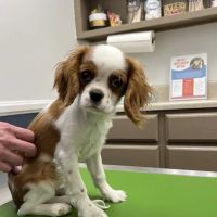 The Pet Hospital of Tierrasanta ico