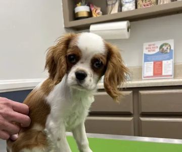 The Pet Hospital of Tierrasanta