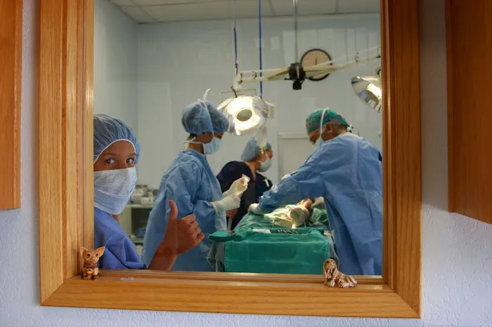 The Pet Hospital of Tierrasanta 8
