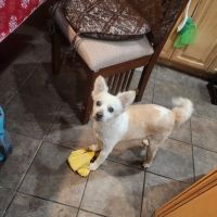 Banfield Pet Hospital ico