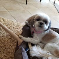 Colina Veterinary Hospital ico