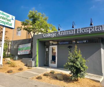 College Animal Hospital