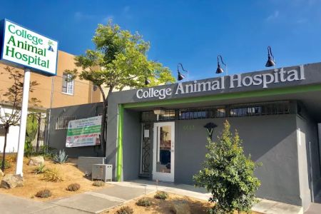 College Animal Hospital